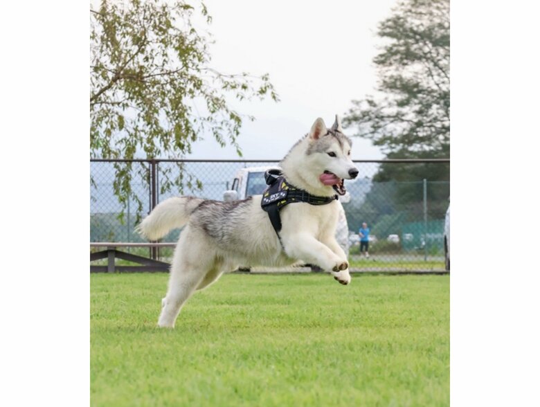 スカイくん（提供：スカイさん）