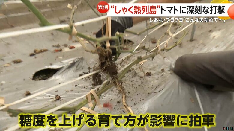 枯れた枝葉としおれたトマトが並ぶ、衝撃的な光景