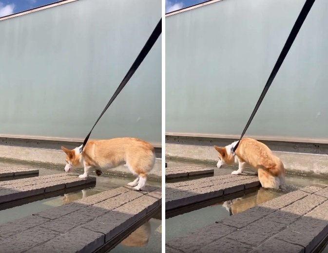 続く一歩もやはり後ろ足がボチャン