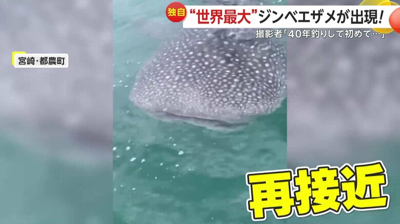 離れたかと思いきやまた近づいて来たジンベエザメ（撮影：正海丸）