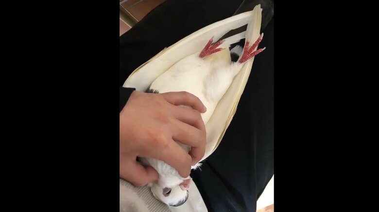 なでるとなかなか起き上がらない（提供：ららこさん）