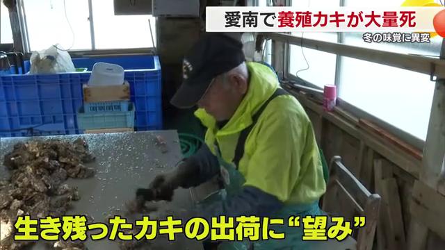 生き残ったカキの出荷に望み