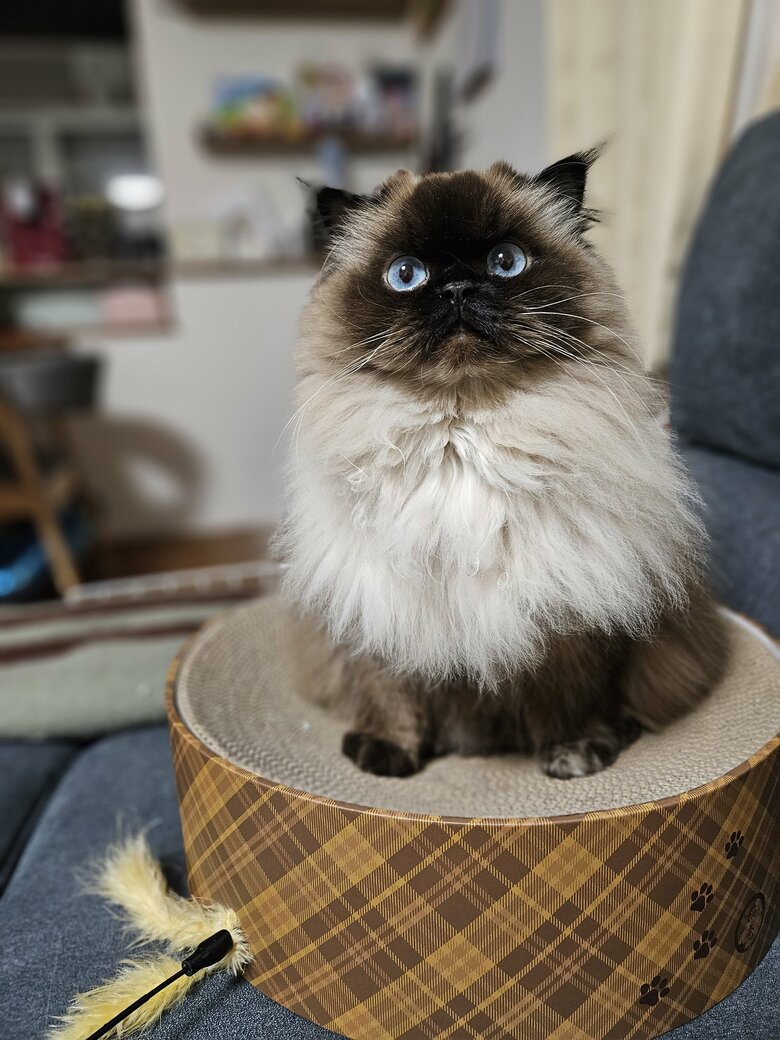 用がある時（提供：ねぎまるさん）