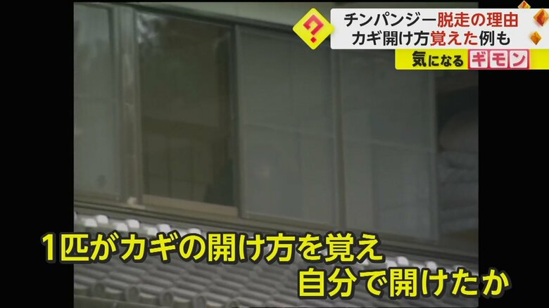 愛知県犬山市では、1989年、カギの開け方を覚えたチンパンジーが脱走