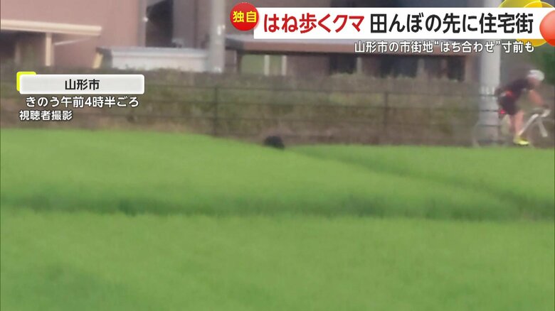 田んぼをはね歩くクマが自転車の男性とニアミスの瞬間⑥
