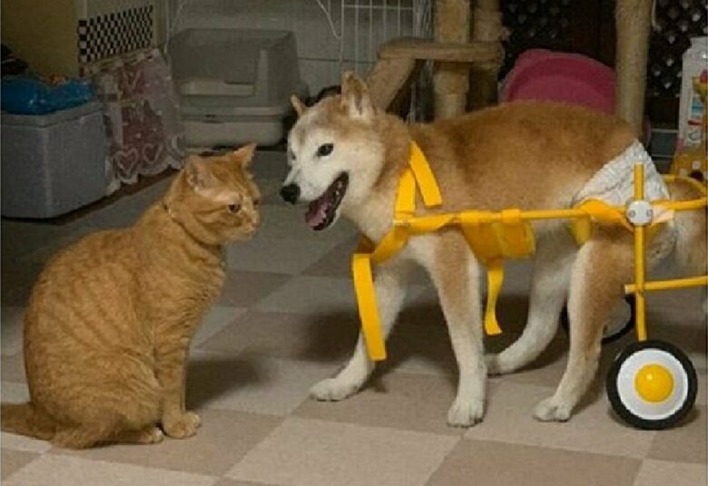 左：ちまきくん　右：エンくん