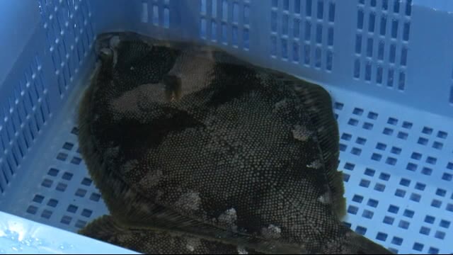 全国初の陸上養殖 幻の高級魚「ホシガレイ」初出荷<岩手・宮古市>