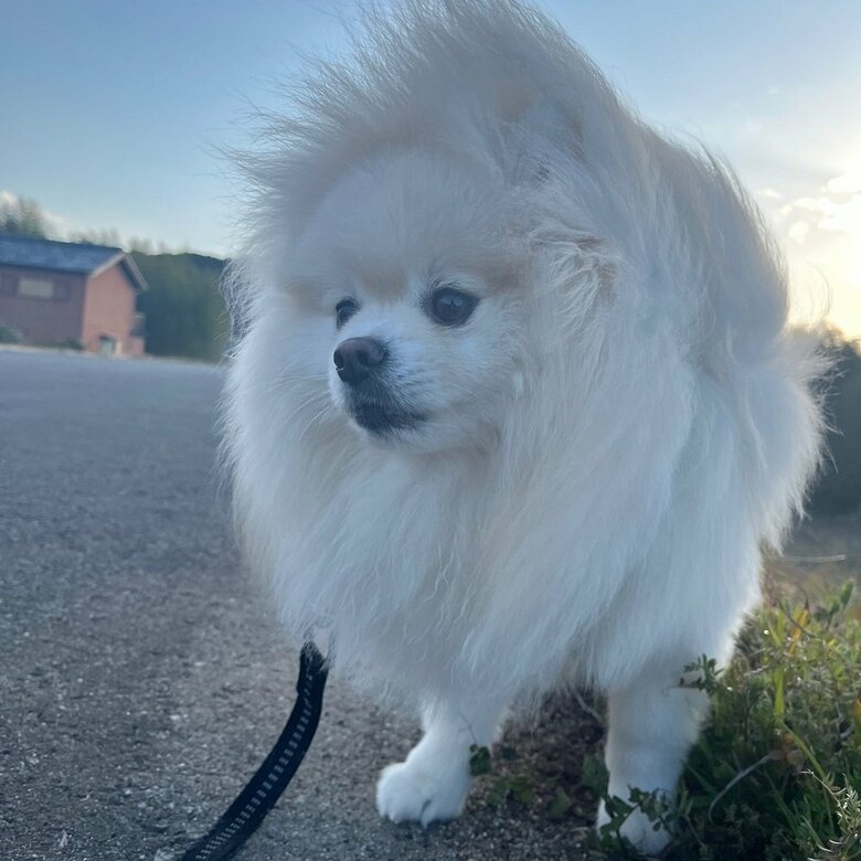 ライオンのよう