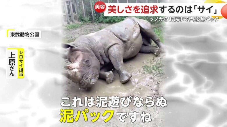 「これは泥遊びならぬ泥パックですね」という飼育員