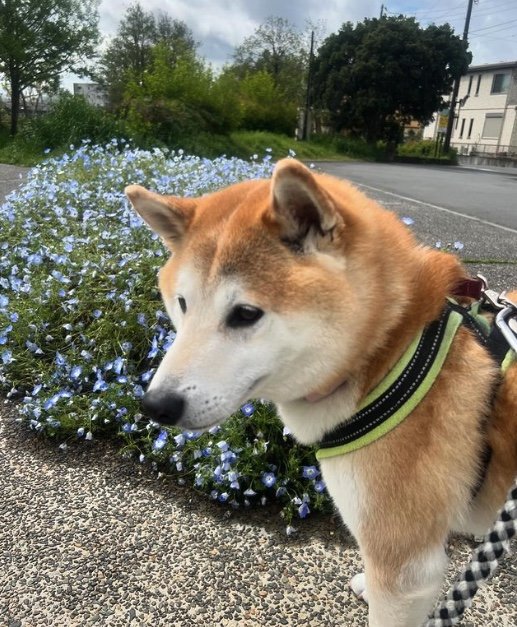 提供：柴犬 sasuke_紗助さん