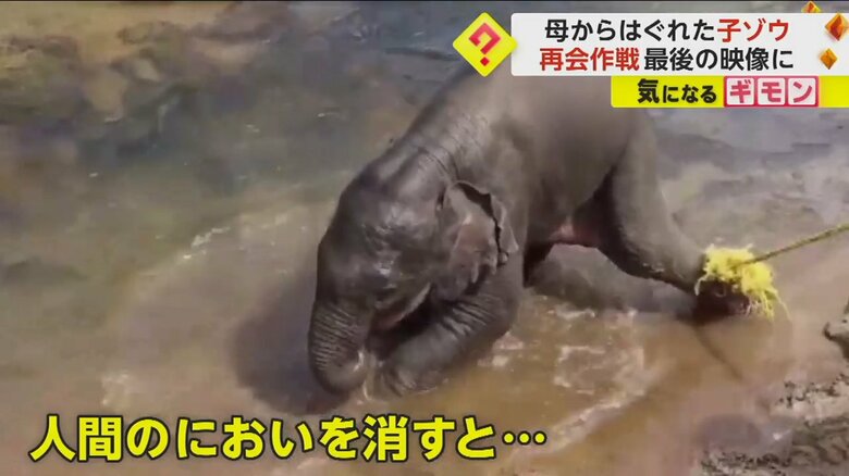 水浴びをして人間の匂いを消す赤ちゃんゾウ