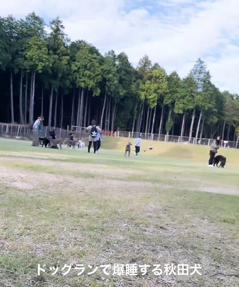 周囲では思い思いに楽しむ他の犬の姿