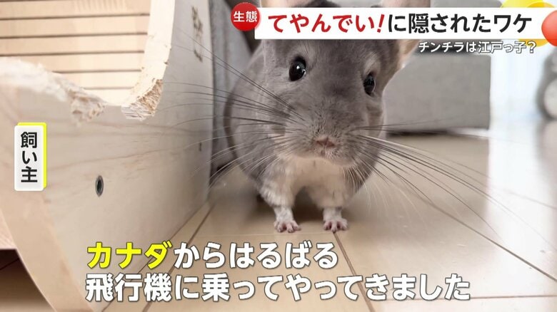 ｢カナダからはるばる飛行機に乗ってやってきました」と話す飼い主