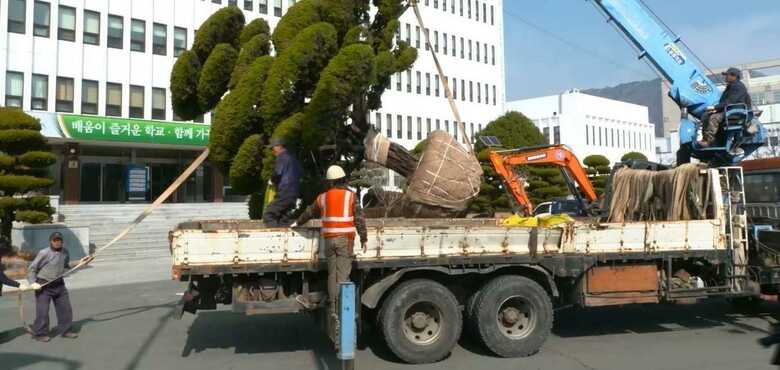 引き抜かれたカイヅカイブキ