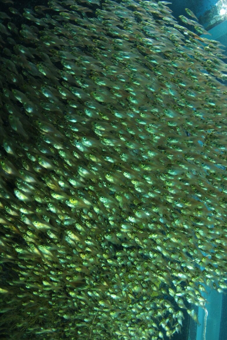 キンメモドキ（提供：アクアマリンふくしま）