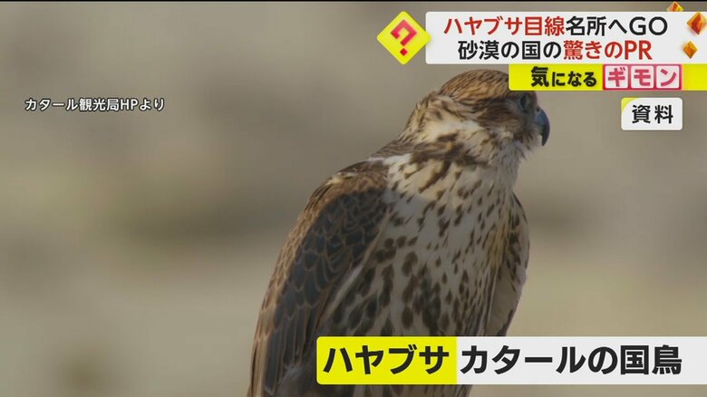 「ハヤブサ」は、カタールを象徴する国鳥