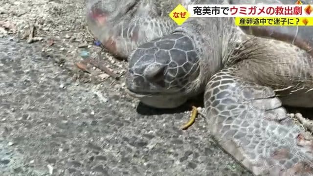呼吸が荒くなっているよう…