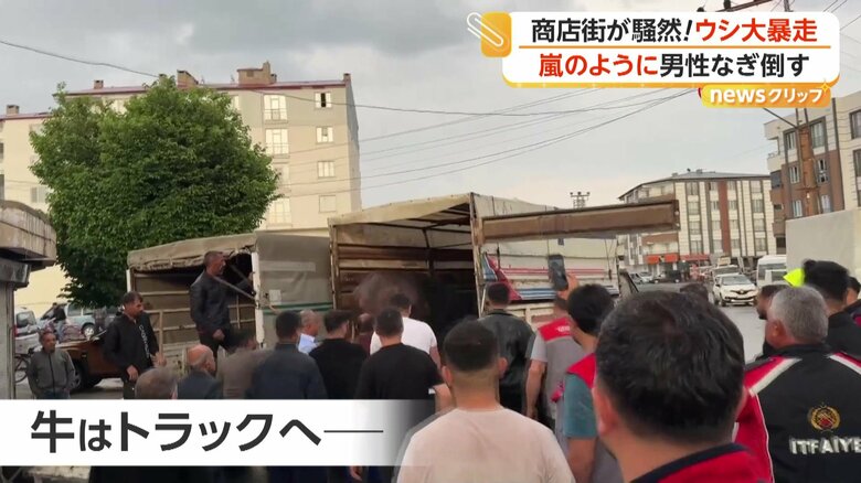 すんなりトラックへと積み込まれたウシ