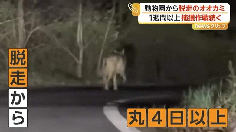 脱走から丸4日以上が過ぎてい目撃されたオオカミ