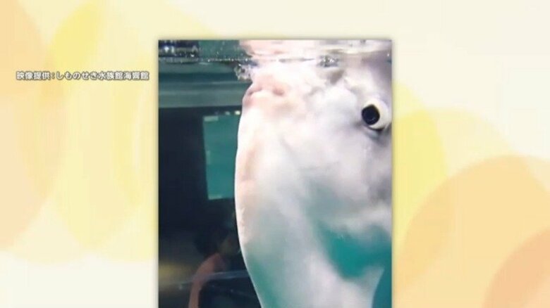クラゲを丸のみするマンボウ