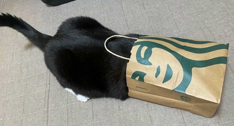 紙袋に入りたい…