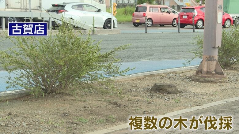 ビッグモーター古賀店前の街路樹（2023年）