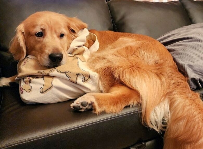 出勤カバンを抱えて「行かないで」の顔（提供：Charlotte@ゴールデンレトリバーさん）