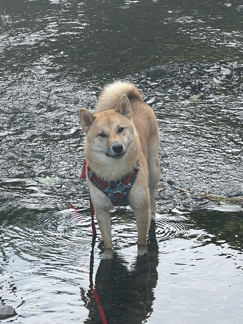 川遊びが楽しくて「帰るよ！」に首を傾げる（提供：柴犬まるやん日記さん）