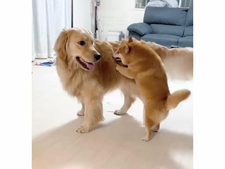 提供：うにandおからさん