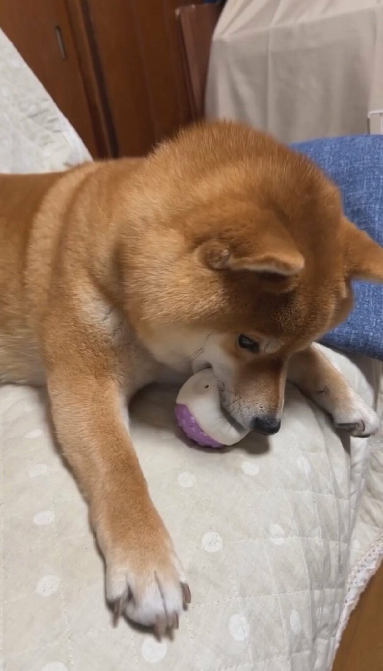 バシン！飼い主さんも素早く避ける