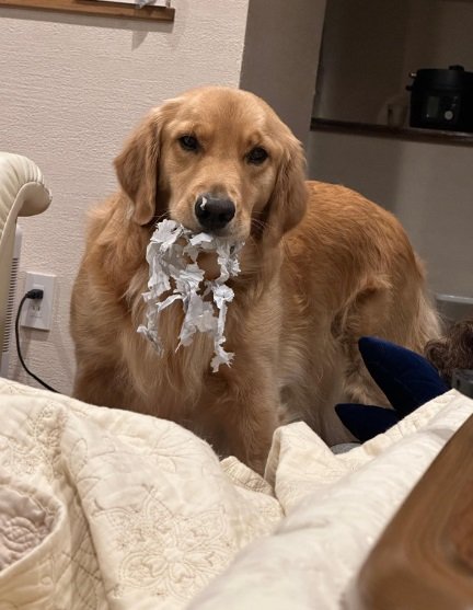 いたずら姿もかわいい