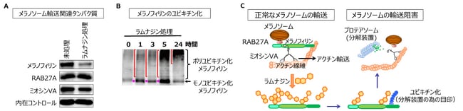図3. (A)輸送装置タンパク質への影響 (B)ユビキチン化の状態 (C)ラムナジンによるメラノフィリンの分解機構