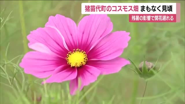 秋晴れ広がる 猪苗代ハーブ園のコスモスが色鮮やかに 残暑の影響で開花