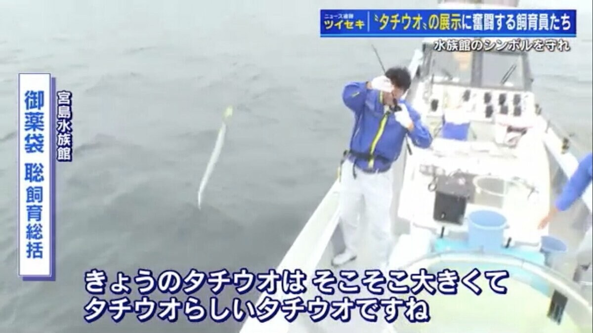 飼育員が海で一本釣り！ 宮島水族館のシンボル「タチウオ」 “生きた姿
