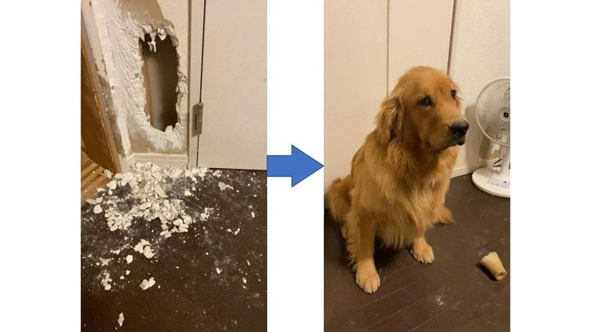 犯人はお前か 帰宅すると壁に大きな穴 飼い主の 尋問 に目が泳ぐゴールデンレトリバーは反省中 Fnnプライムオンライン