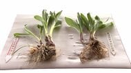 【有毒植物を誤食か】80代男性が自宅で死亡 台所には食べ残した有毒な“イヌサフラン” 庭にはよく似た“ギョウジャニンニク”が…山菜と有毒植物を間違えたか＜北海道旭川市＞