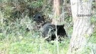 クマ被害か　東京・奥多摩町で遺体　八王子市は“クマよけ鈴配布”…出没情報「くまログあおもり」に“300頭を目撃”など相次ぐ虚偽投稿　県「厳正に対処」