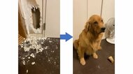 「犯人はお前か」帰宅すると壁に大きな穴…飼い主の“尋問”に目が泳ぐゴールデンレトリバーは反省中？