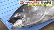 クロマグロ　漁獲枠獲拡大で合意　日本近海では放流も　“マグロの集積地”　静岡県内も歓迎　消費者「価格が下がってくれるのが一番うれしい」