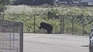 富山市住宅地で「緊急銃猟」実施、成獣のクマを駆除　県内初の事例で全国でも5例目 「3～5メートルの距離で発砲」