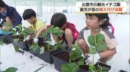「おいしくないやつ！」クイズの珍回答にほっこり　園児がイチゴの苗の植え付けを体験（島根・出雲市）