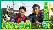 【中継】新茶は今が旬　五感を刺激する楽しみ方教えます！…海外での需要も増　埼玉・狭山市