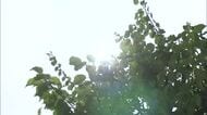 山陰両県で危険な暑さ続き11地点で猛暑日　川本で36.8℃、松江で2日連続35℃超（島根）