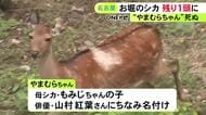 残るは母親の“もみじちゃん”1頭に…名古屋城のお堀のシカ“やまむらちゃん”死ぬ 人間の50～60歳位で老衰か