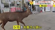 日本最北東端のガソリンスタンドに“珍客”　「おなじみの常連さん」野生のシカに所長は驚かず　北海道・羅臼町