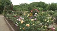県立農業科学館でバラ見頃　200種類の花咲き誇る　鮮やかな色と華やかな香り楽しんで　秋田・大仙市