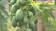青パパイヤを特産品に 地元住民招き収穫体験 静岡・松崎町