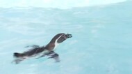 土用丑の日 動物たちにも暑中見舞い ペンギンに「ドジョウ」プレゼント
