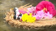 江戸時代から伝わる「流しびな」旧暦の桃の節句に合わせ2年ぶりに開催(鳥取・用瀬町)