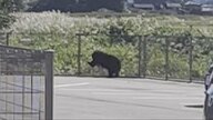 富山市住宅地で「緊急銃猟」実施、成獣のクマを駆除　県内初の事例で全国でも5例目 「3～5メートルの距離で発砲」